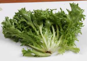 Витлуф, эндивий и эскариол – полезные цикорные салаты, которые несложно выращивать