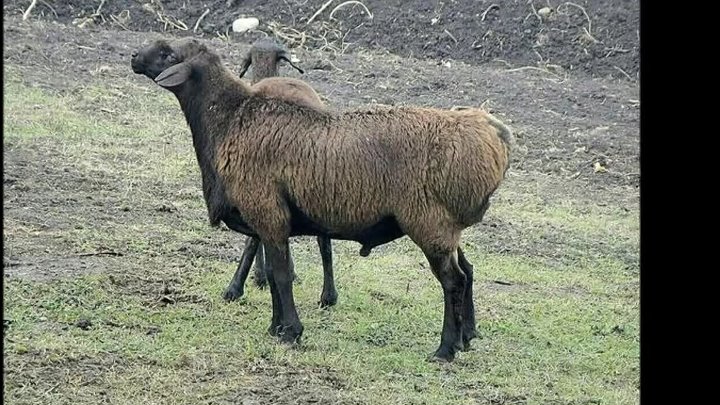 Гиссарская порода овец - общая информация - 2020