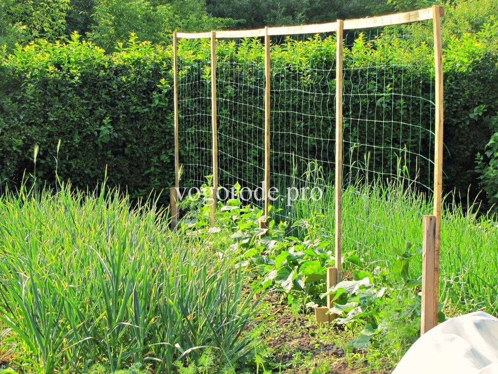 Как выращивать на шпалерной сетке огурцы