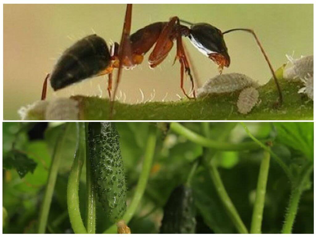 Как вывести муравьев из теплицы с огурцами