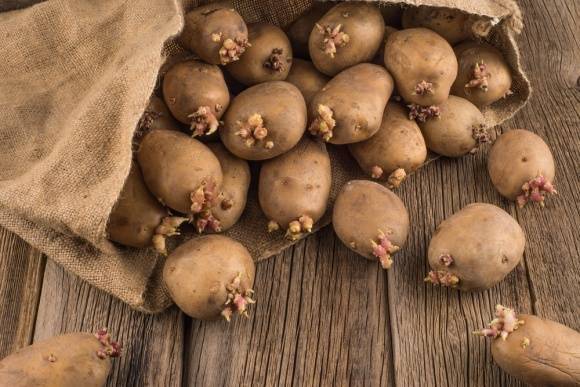 Когда и как проращивать картофель для посадки