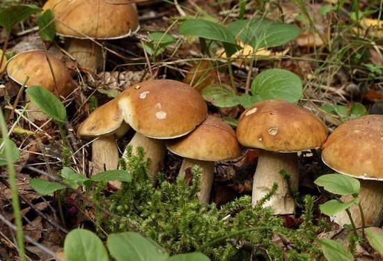 Какие есть грибы в еловых лесах