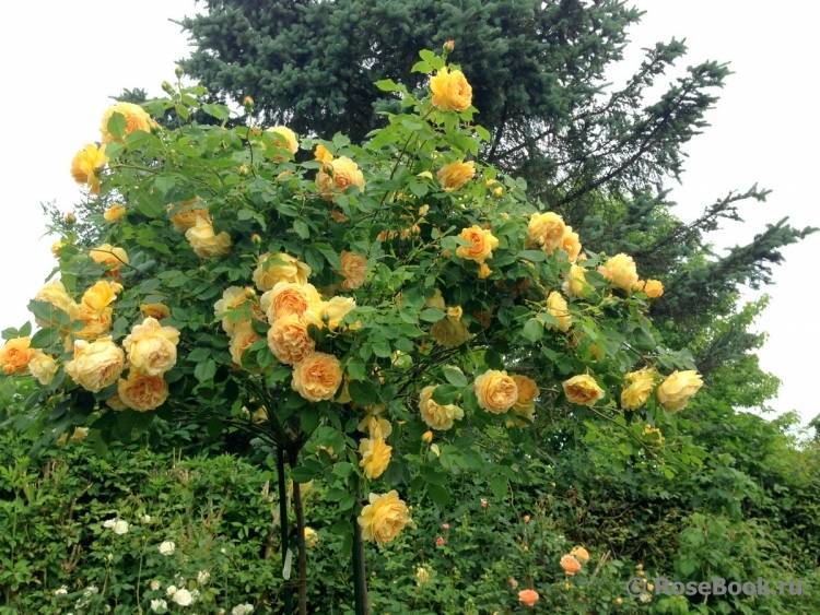 Королева сада: особенности внешнего вида и характерные черты розы голден селебрейшен