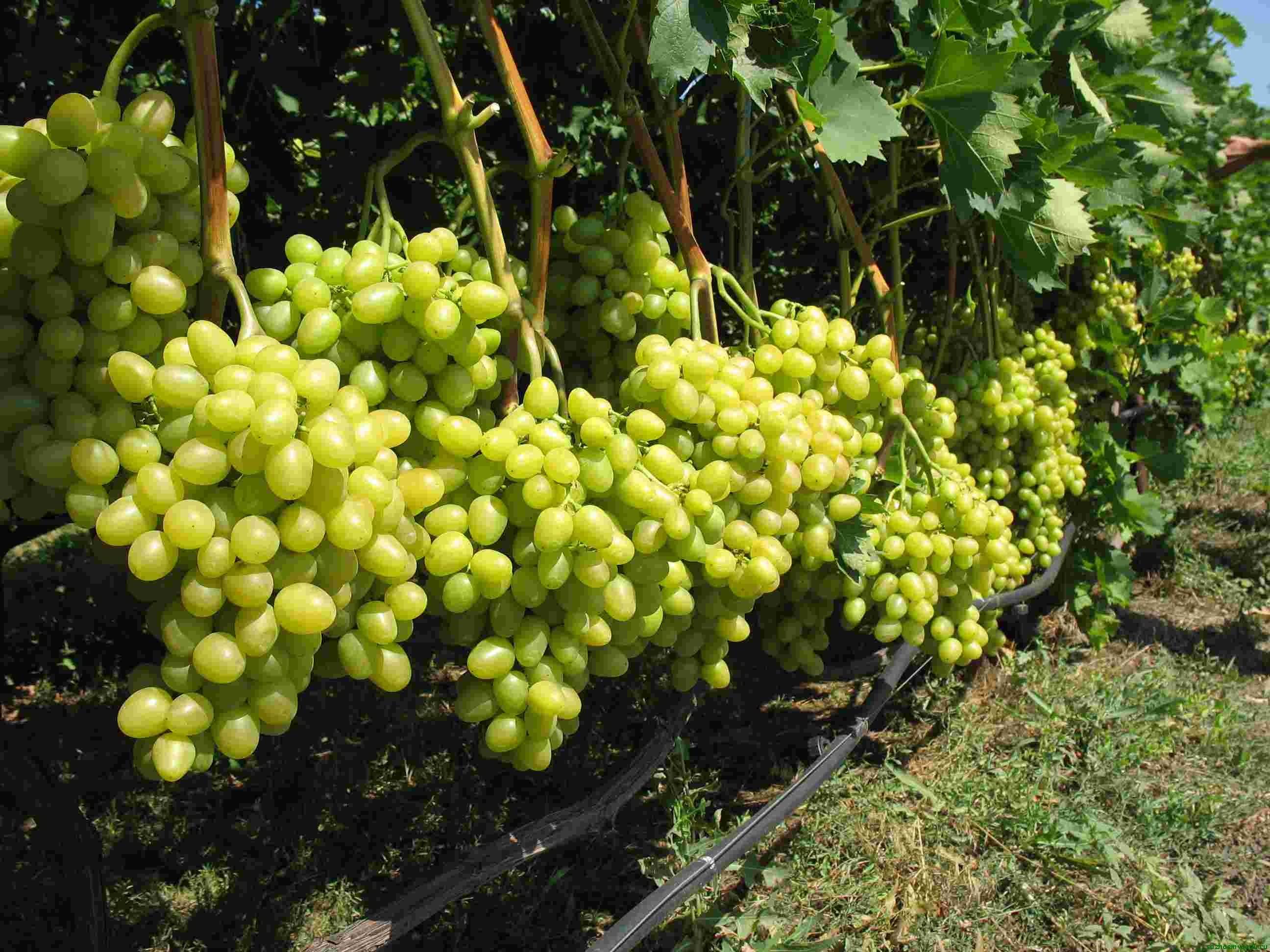 Подкормка винограда осенью: органическая и минеральная, когда проводить