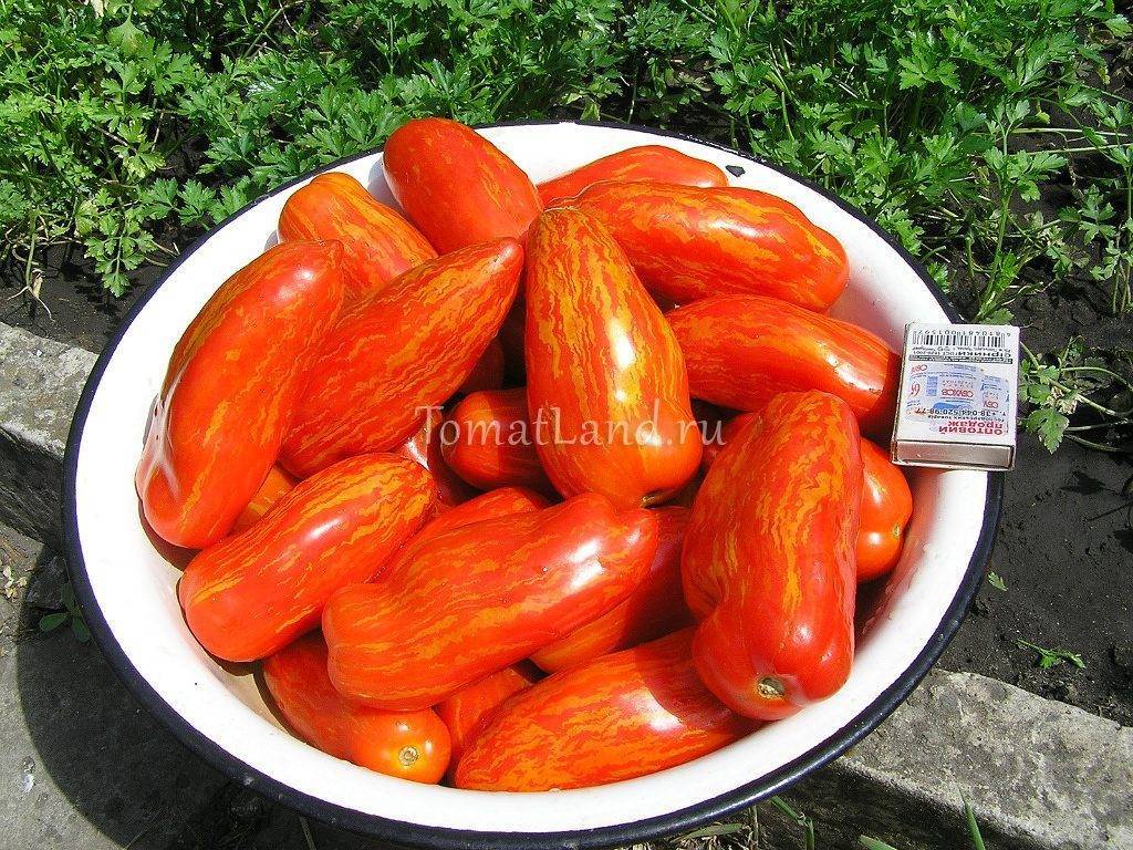 Характеристика и описание томата «перцевидный длинный минусинский»