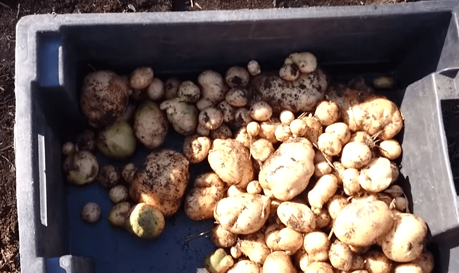 Картофель Горняк: описание семенного сорта картофеля, характеристики, агротехника
