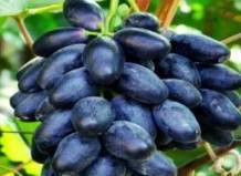 Виноград «велес»: описание сорта, фото и отзывы