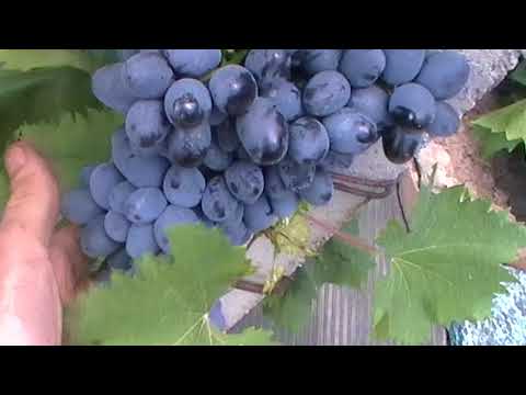 Забава виноград — ягоды грибы