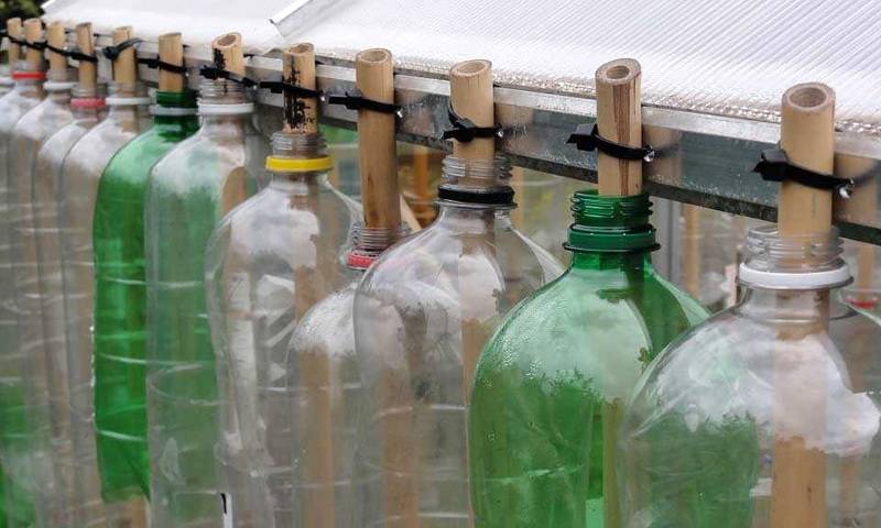 Выращивание огурцов в пялитеровых бутылках: на балконе и в тепице