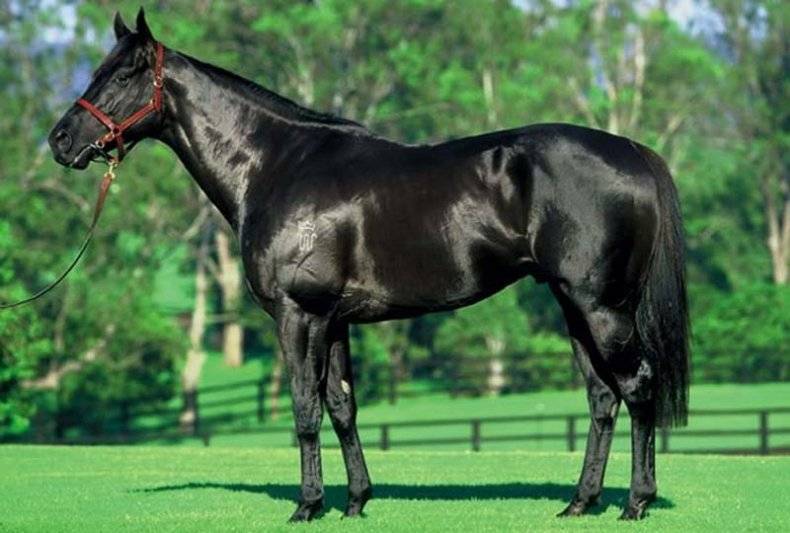 Чистокровная верховая лошадь — википедия. что такое чистокровная верховая лошадь