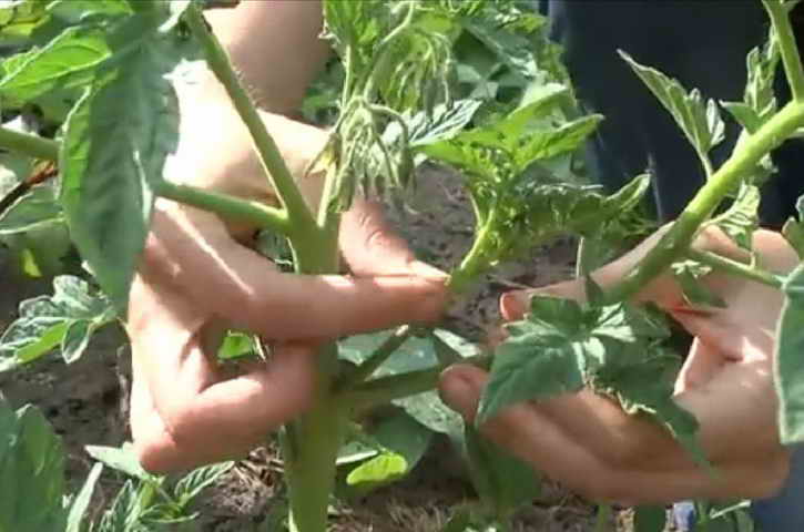 Как пасынковать томаты в открытом грунте: подробное описание, схемы и таблицы