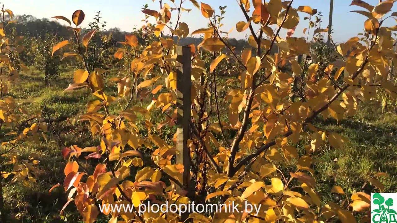 О груше Белорусская поздняя: описание сорта, агротехника выращивания