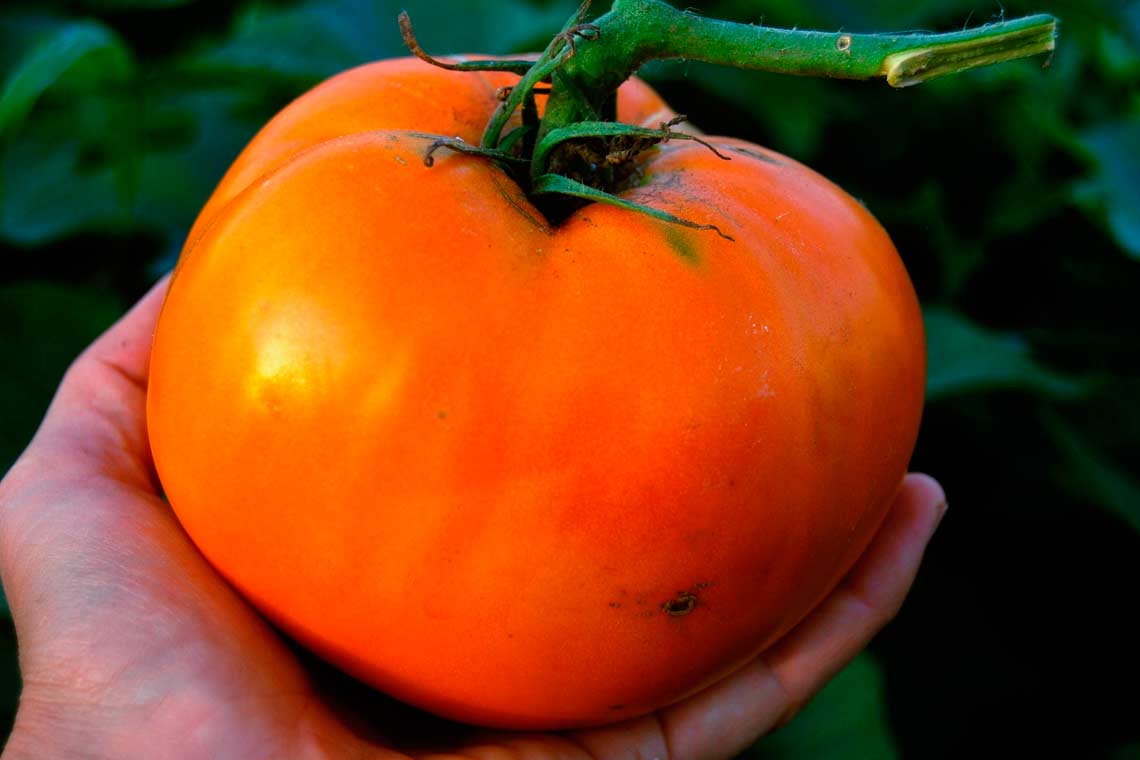 Крупноплодные сорта томатов – 10 гигантов
