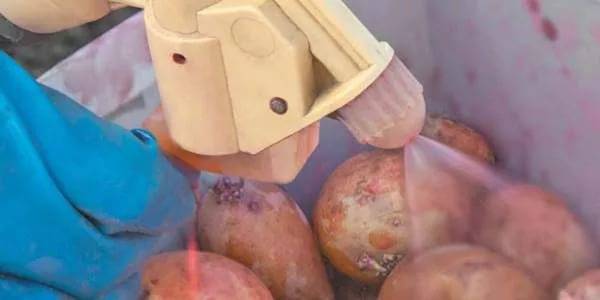Обработка картофеля от фитофторы: лучшие методы и средства