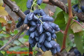Виноград байконур – один из новых сортов раннего срока созревания