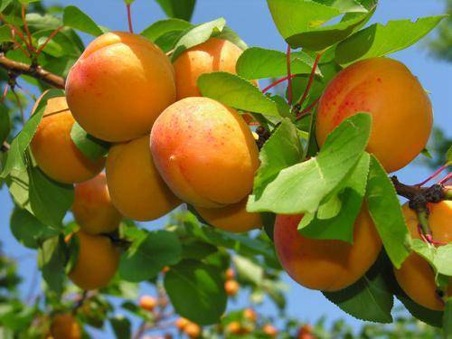 Особенности и характеристика сорта абрикоса краснощёкий