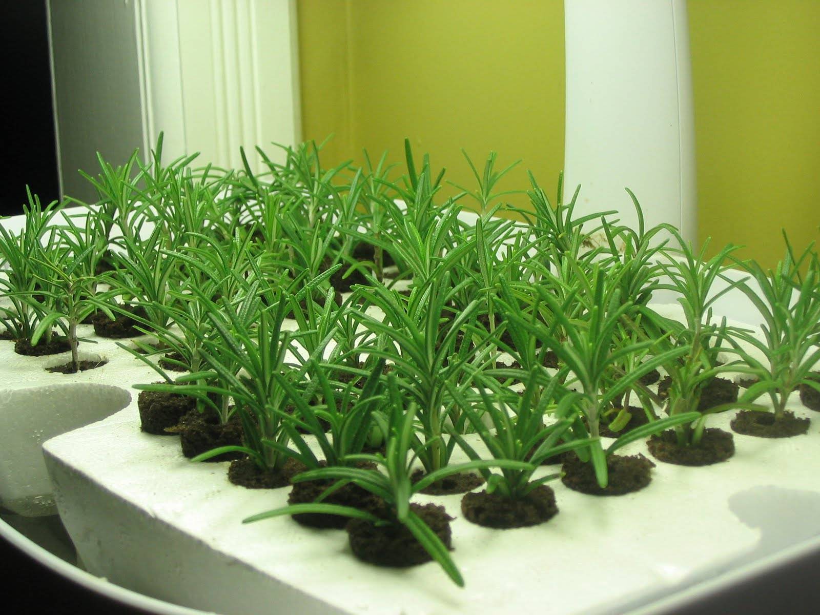 Выращивание розмарина из семян в домашних условиях - подробная инструкция!