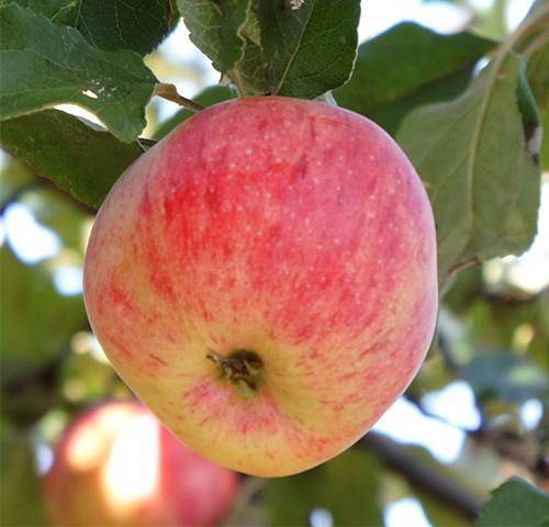 Сорт яблони штрифель: описание и агротехника