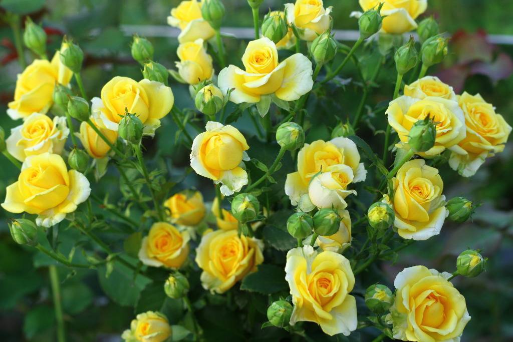 Об уходе и выращивании роз садовых: как размножить черенками, чем подкормить