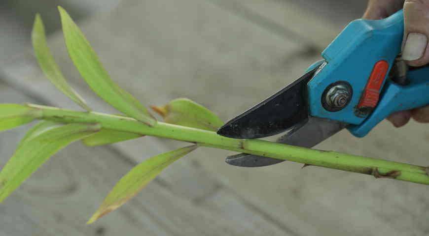 Размножение лилий чешуйками: как размножить их весной и осенью в домашних условиях? как правильно отделить чешуйки?