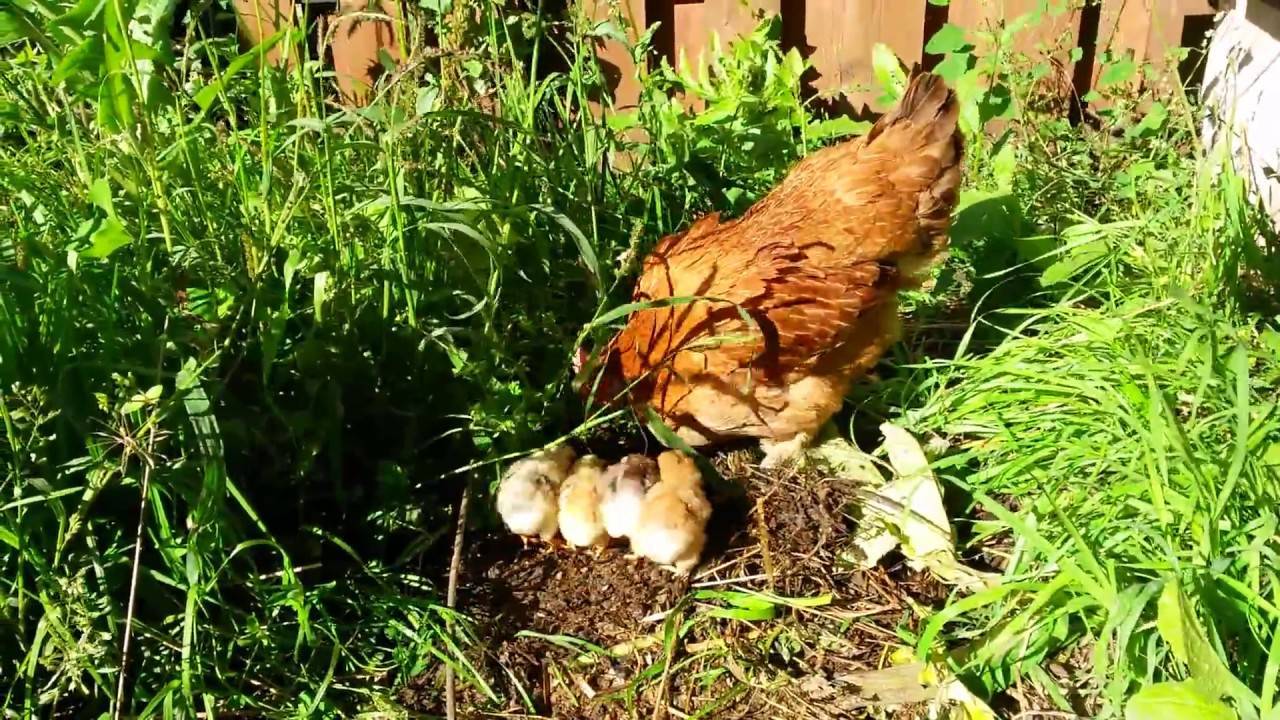 Как подсадить цыплят под наседку, что делать после того, как клуша вывела цыплят