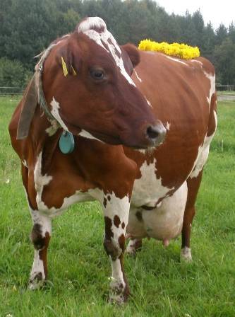 Айрширская порода коров, описание, характеристика