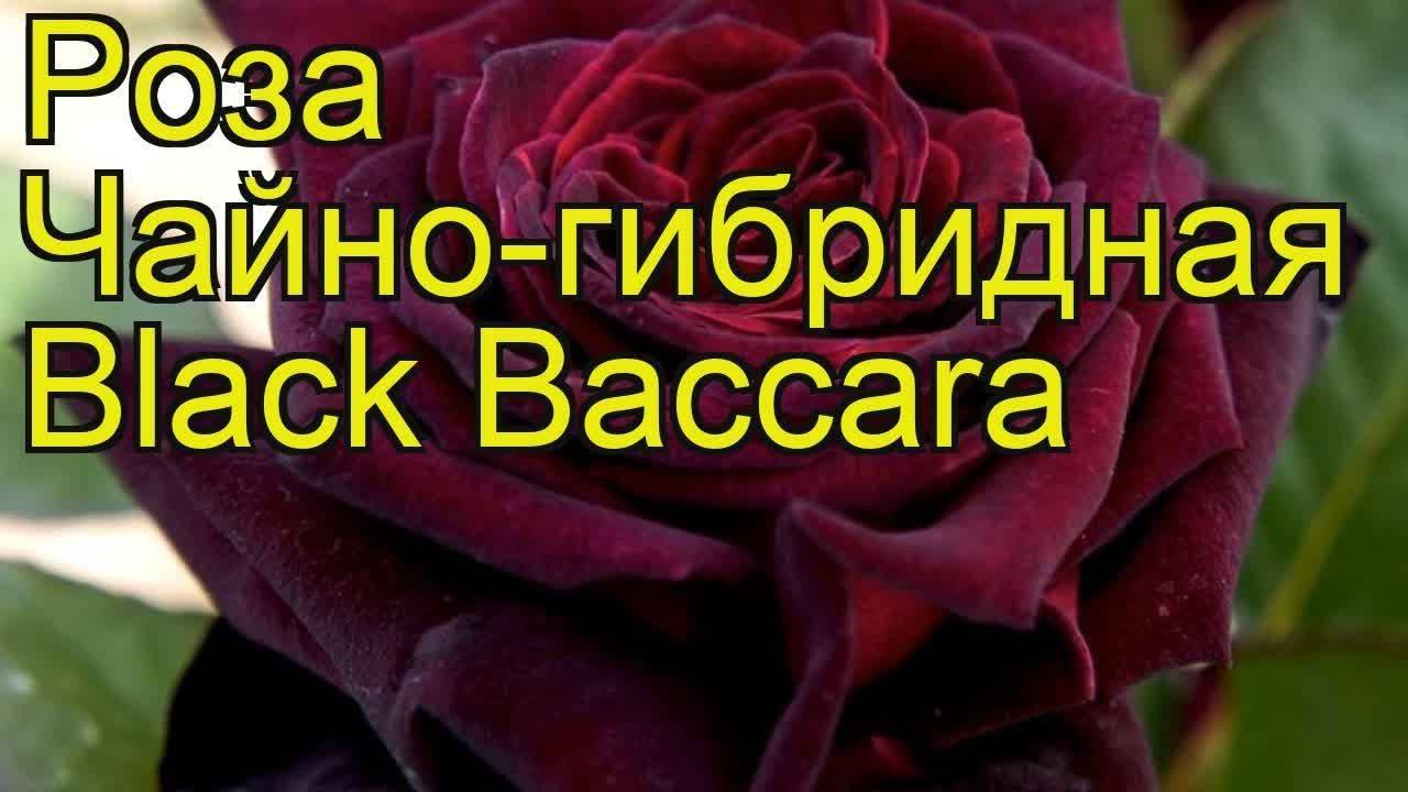 Роза блэк баккара