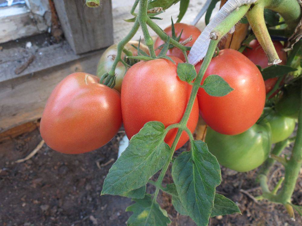 Томат "пинк парадайз" f1: описание и характеристики, урожайность сорта, рекомендации по уходу и выращиванию, фото помидор