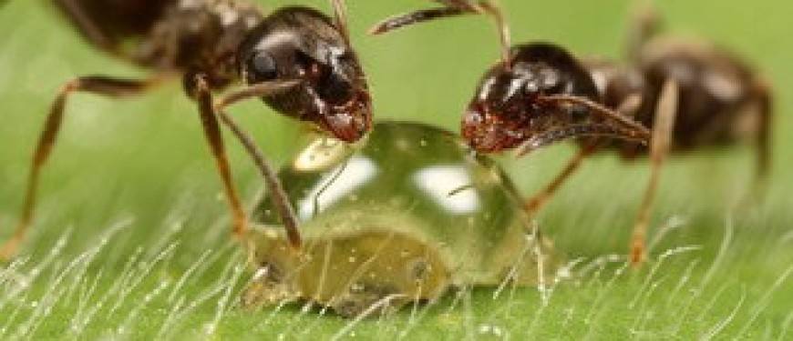 О средствах отпугивания муравьев: препараты и инсектициды от насекомых