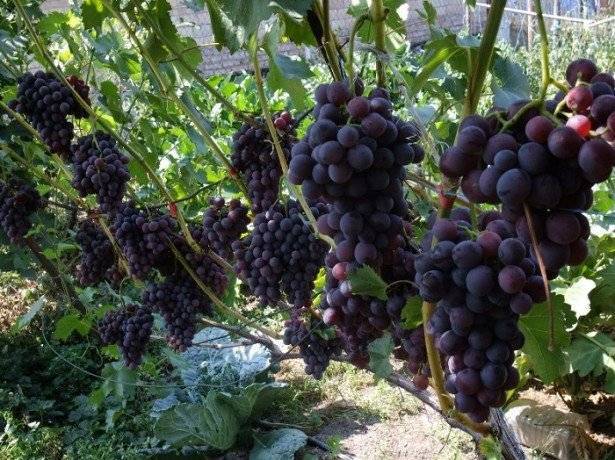 Какой грунт подходит для черенков винограда?