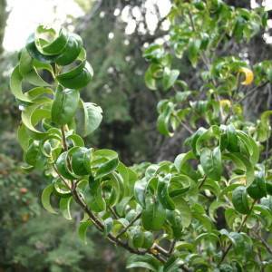 Лавровишня (prunus laurocerasus)