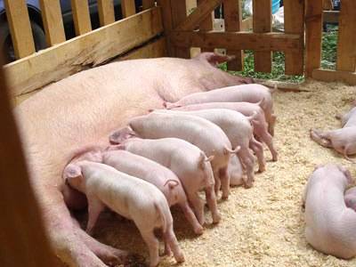 Чем кормить свиней и как правильно составить рацион