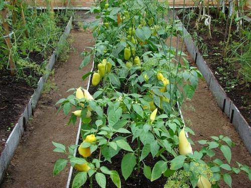 Соседство овощей на грядках в огороде: совместимость овощных культур при посадке