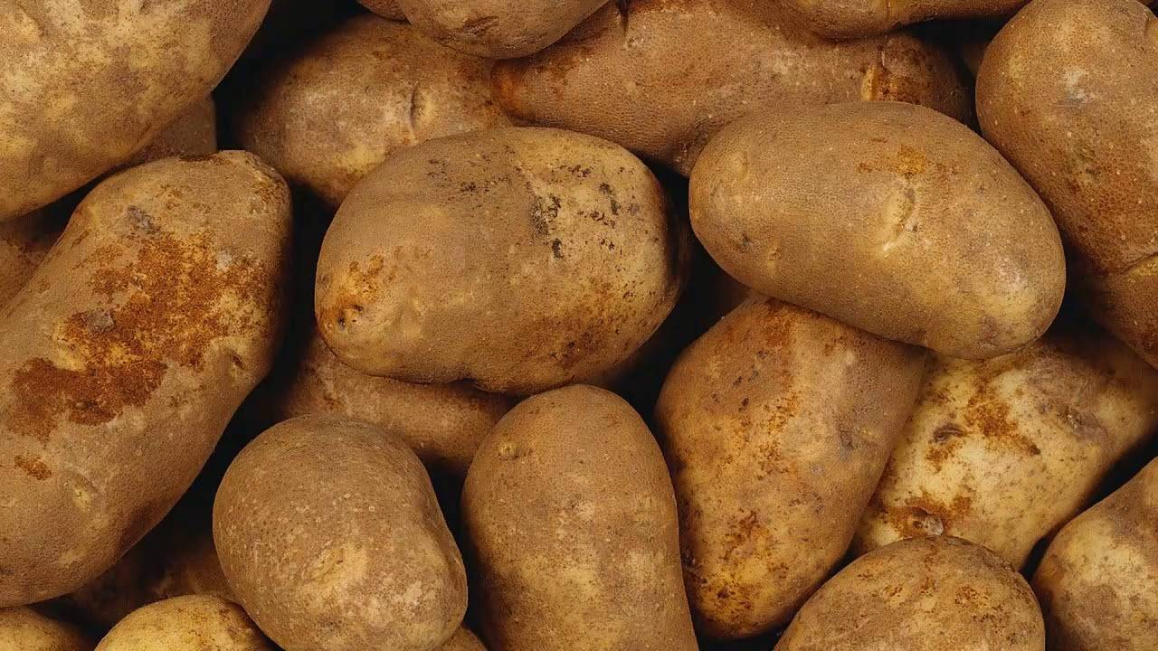 Поливка картофеля