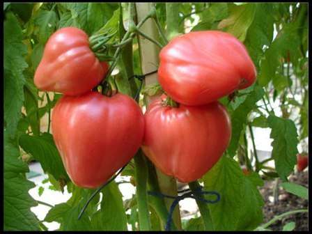 Как посадить томат «мазарини» на участке? правила ухода