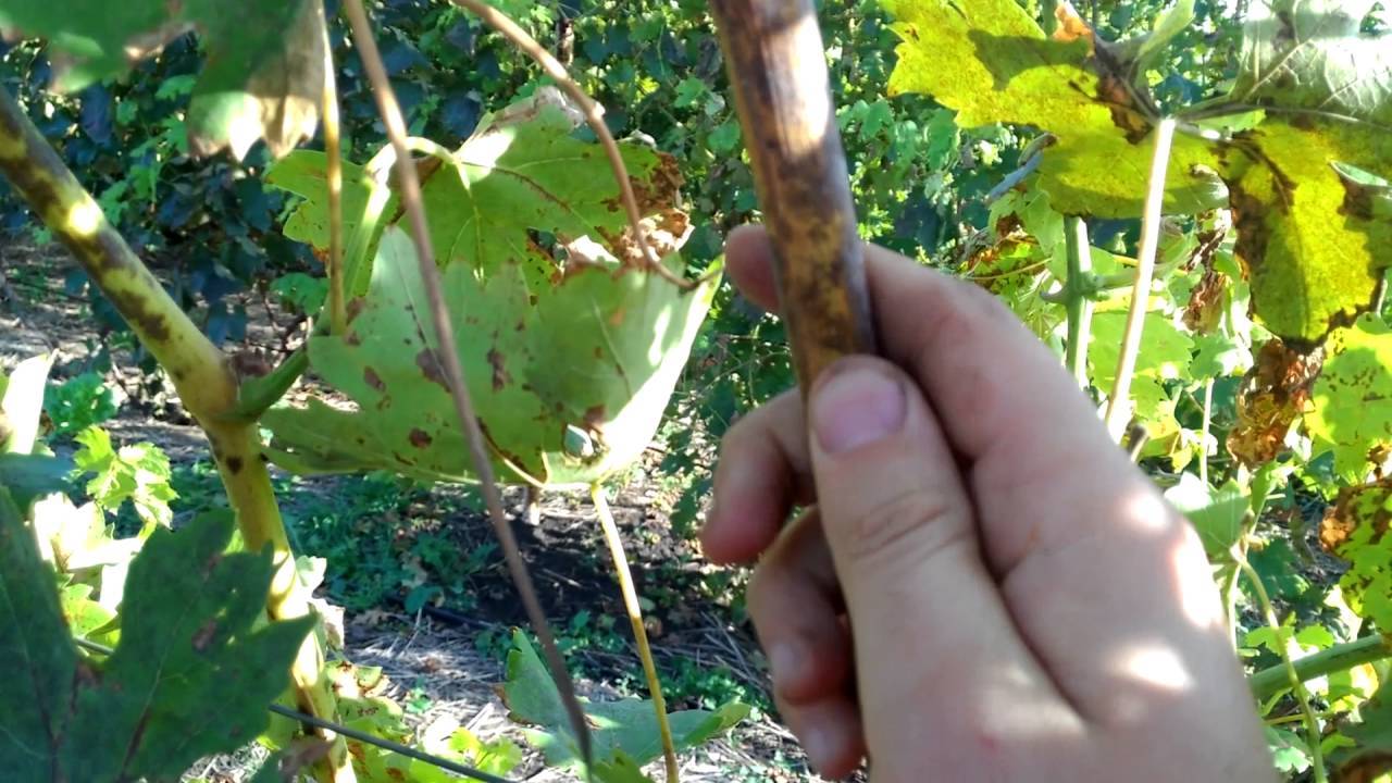 Обработка винограда