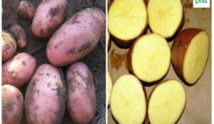 Агротехника выращивания картошки армада — описание сорта