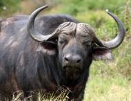 Виды карликовых буйволов