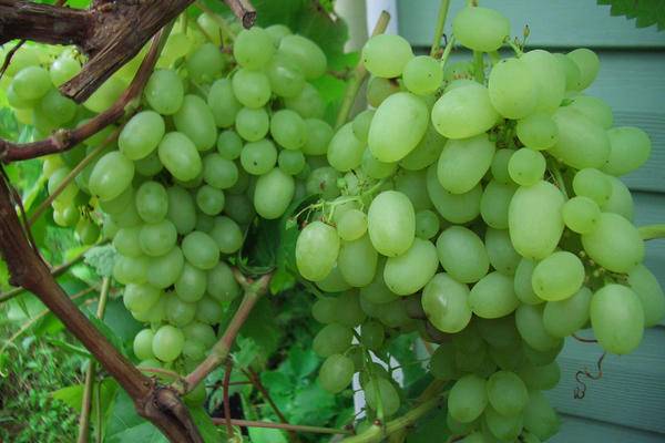 Виноград в подмосковье. выращивание без теплицы