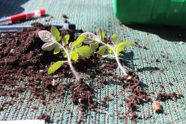 Посадка помидоров в открытый грунт. как правильно высаживать рассаду?