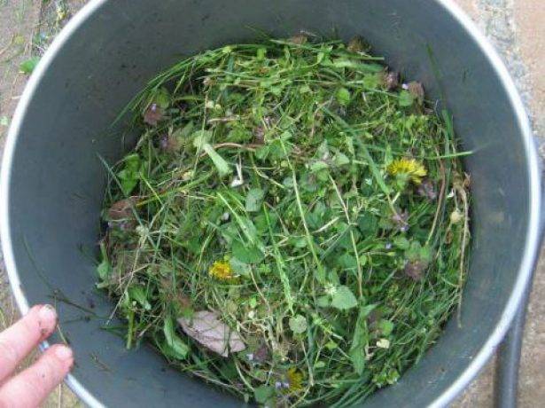 Подкормка для растений из травы: способы приготовления различных видов