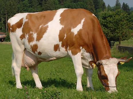 Популярные породы коров: их отличительные характеристики, качество молока и мяса
