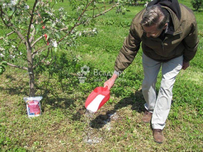 Чем и как подкармливать плодово-ягодные деревья