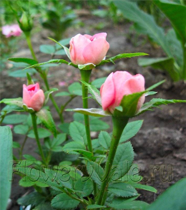 Роза полиантовая выращивание из семян