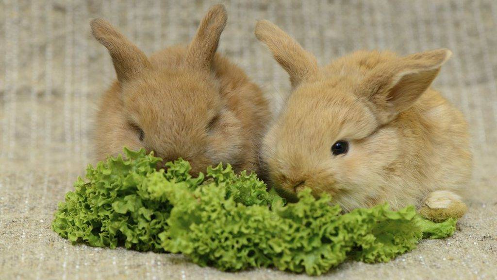 Чем кормить декоративного кролика