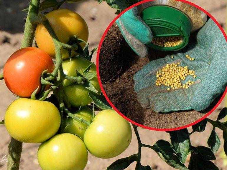 Что такое фосфорные удобрения и как их использовать в саду и в цветнике