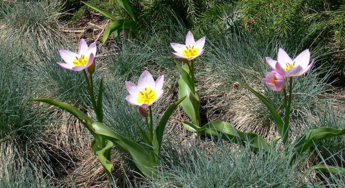 Посадка тюльпанов в открытый грунт осенью — несколько секретов