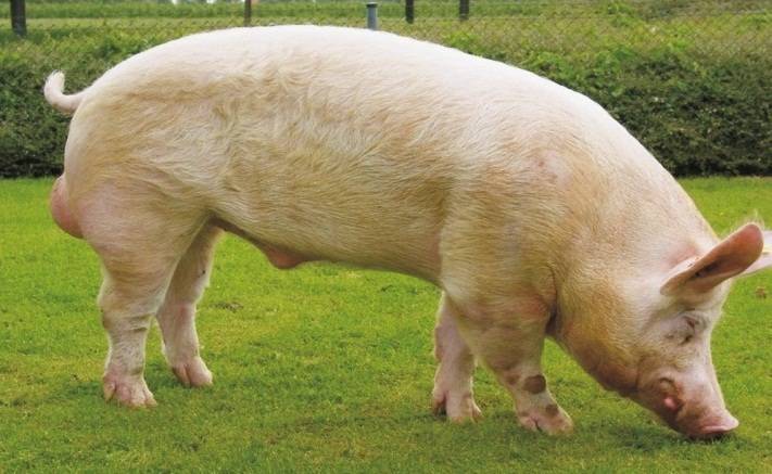 Породы свиней для домашнего разведения - лучшие мясные и сальные породы