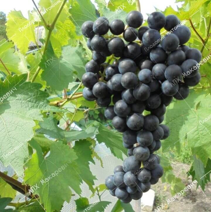 Кишмиш черный азос — виноград