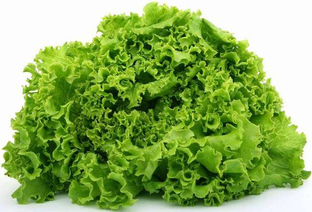 Цикорный салат эндивий: тонкости выращивания